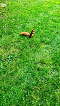 Wild red squirrel or Eurasian red squirrel (Sciurus vulgaris) in Kampinos National Park, Masovia, Poland