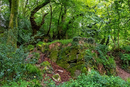 Kennall Vale Nature Reserve, Ponsanooth, Cornwall, United Kingdom