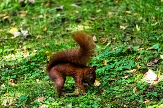 Wild red squirrel or Eurasian red squirrel (Sciurus vulgaris) in Kampinos National Park, Masovia, Poland