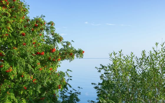 Tree of mountain ash with berries (Sorbus aucuparia) and willow shrub against the blue sky over the lake on a sunny summer day. Natural background with copy space. Russia.