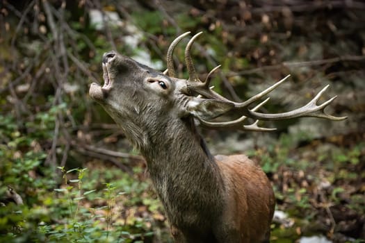 Red deer, cervus elaphus, roaring in fresh autumn forest in close-up. Young antlered male bellowing in woodland in fall. Portrait of juvenile stag calling in wilderness.