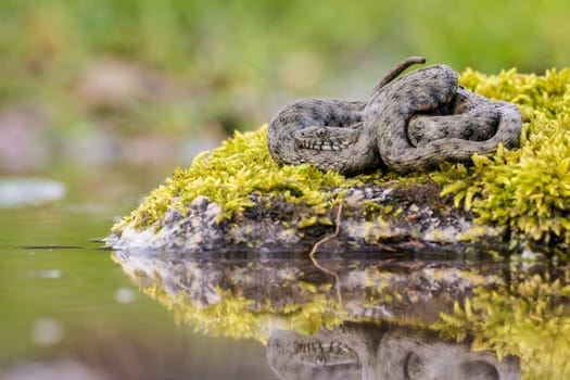 Calm dice snake, natrix tessellata, resting on mossed stone next to the water. Gray serpent lying on rock with reflextion in lake. Reptile with textured skin inactive in wet environment.