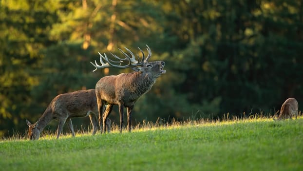 Red deer, cervus elaphus, roaring on grassland in sunny rutting season. Stag bellowing on glade with female in background. Antlered mammal standing on pasture.