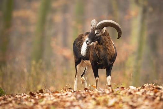 Mouflon ram, ovis orientalis, standing in forest with foliage in autumn. Wild sheep with rounded horns observing in golden woodland in fall. Brown mammal looking in orange wilderness.