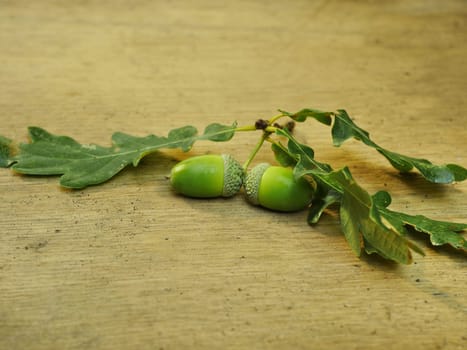 oak branch with green acorns on a wooden surface still life