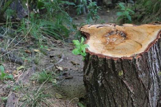 small green sprout of willow on a sawn tree stump, camera in motion close-up