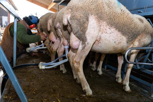 sheep milking session on the farm in the south of France