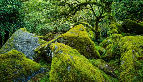 Wistman's Wood National Nature Reserve - mystic high-altitude oakwood on valley of the West Dart River, Dartmoor, Devon, United Kingdom