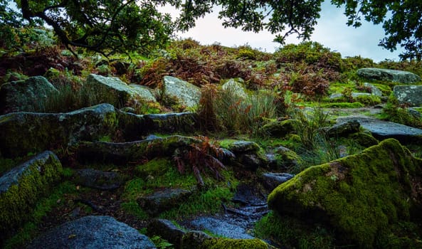 Wistman's Wood National Nature Reserve - mystic high-altitude oakwood on valley of the West Dart River, Dartmoor, Devon, United Kingdom