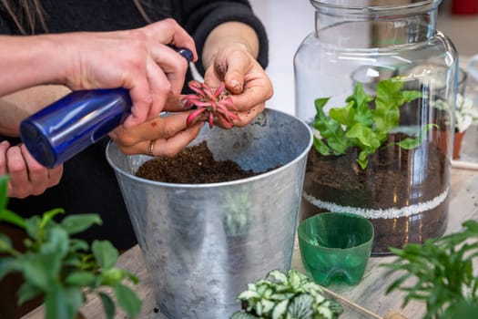 beautiful terrarium of plants at a florist
