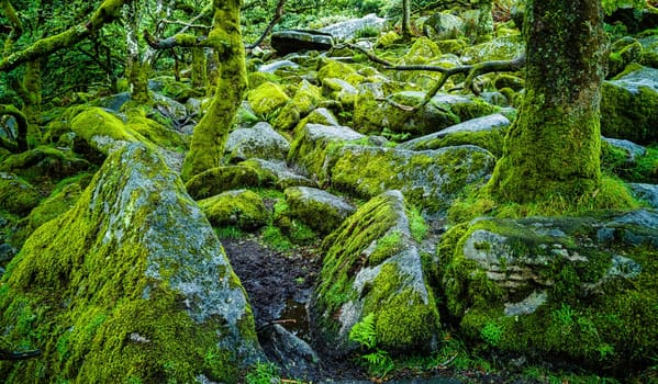 Wistman's Wood National Nature Reserve - mystic high-altitude oakwood on valley of the West Dart River, Dartmoor, Devon, United Kingdom