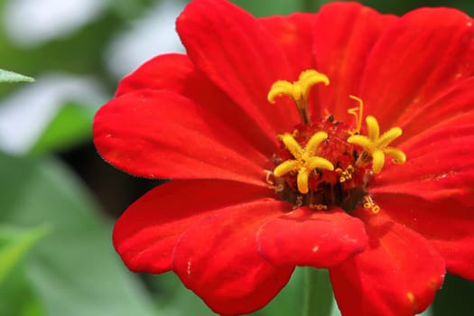 Macro background of a red zinnia flower.