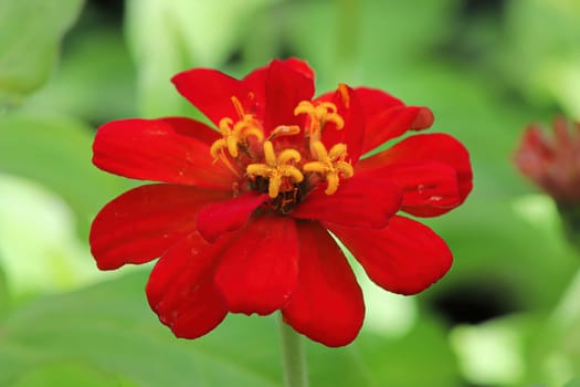 Closeup of a red zinnia flower against a green background.
