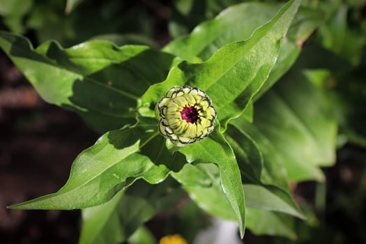 Top view of a closed zinnia flower bud.