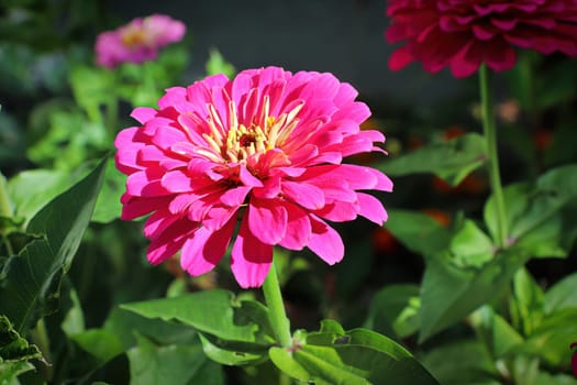 Closeup of a pink zinnia flower against leaves.