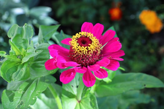 Closeup of a pink zinnia flower against leaves.