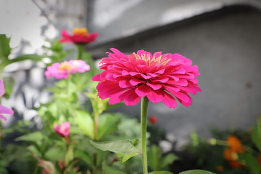 Closeup of a pink zinnia flower against leaves.