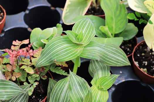 View of tiny mixed tropicals in small pots.