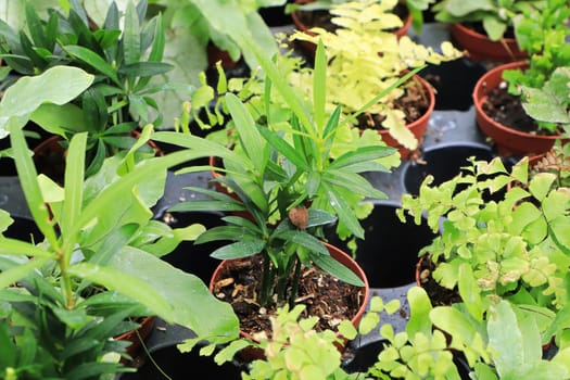 View of tiny mixed tropicals in small pots.
