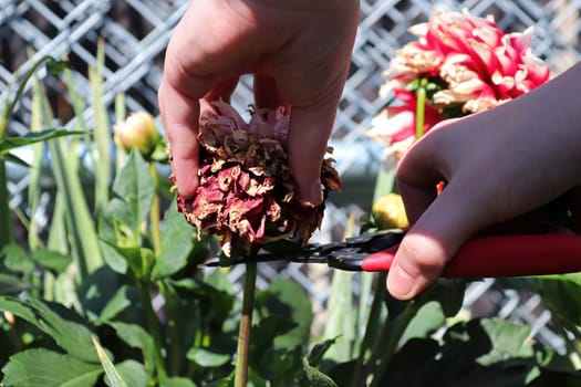 Deadheading and clipping back spent dahlia flowers.