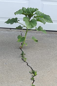 A sunflower and weeds growing out of a cement crack.