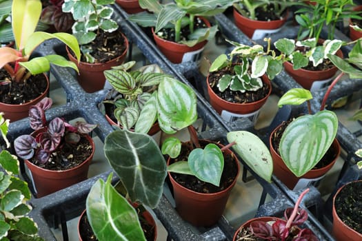 View of tiny mixed tropicals in small pots.
