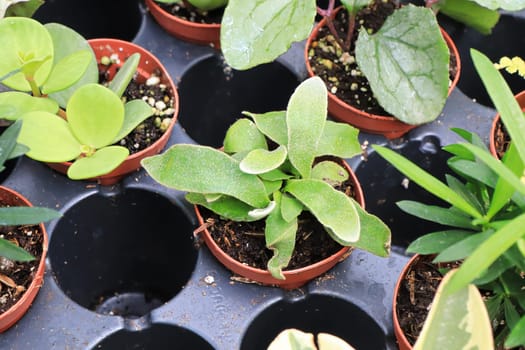 View of tiny mixed tropicals in small pots.