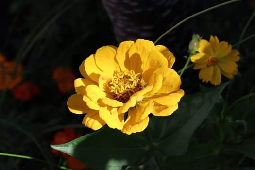 Closeup of a yellow zinnia flower against a dark background.