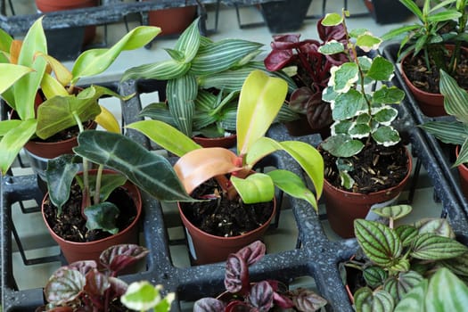 View of tiny mixed tropicals in small pots.