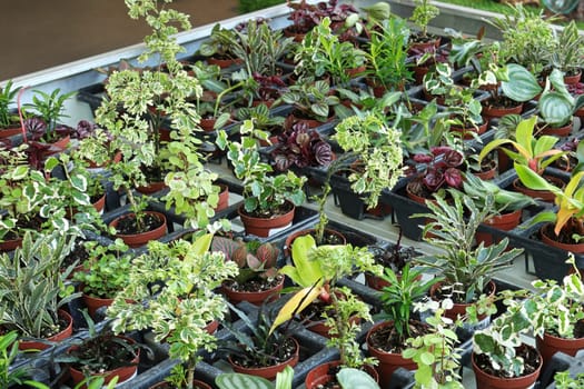 A table full of potted mixed tropicals.