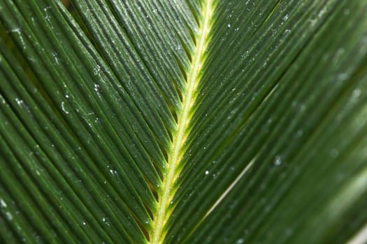 Closeup of the leaves on a Sago Palm.