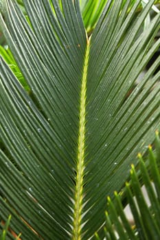 Closeup of the leaves on a Sago Palm.
