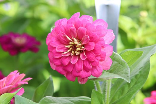Closeup of a pink zinnia flower against leaves.