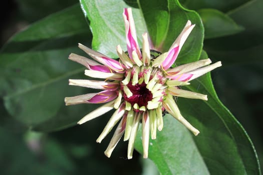 Closeup of the curled petals on a zinnia opening.