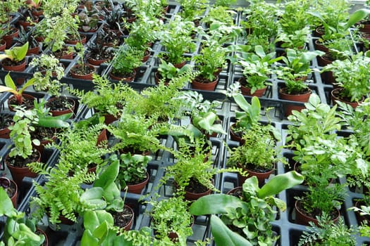 A table full of potted mixed tropicals.
