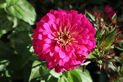 Closeup of a pink zinnia flower against leaves.