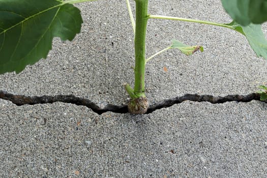 A plant stem growing out of a cement crack.
