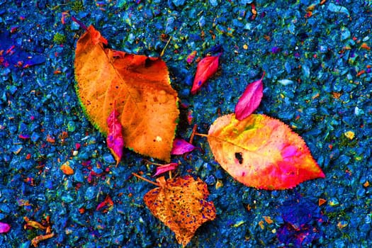 autumnal colored leaves on a blue street floor