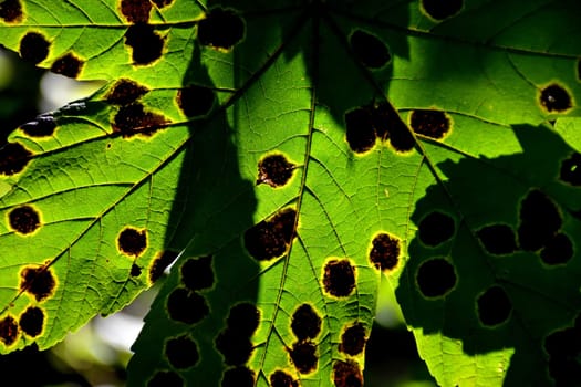 autumnal colored maple leaf in backlit with brown spots