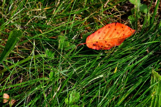 autumnal colored beech leaf in a green meadow