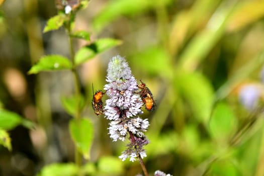 drone flies on a flower of a peppermint in summer in Germany