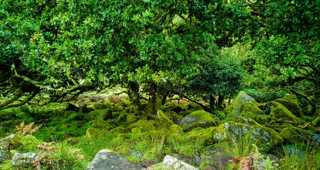 Wistman's Wood National Nature Reserve - mystic high-altitude oakwood on valley of the West Dart River, Dartmoor, Devon, United Kingdom