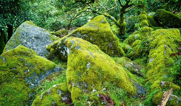Wistman's Wood National Nature Reserve - mystic high-altitude oakwood on valley of the West Dart River, Dartmoor, Devon, United Kingdom