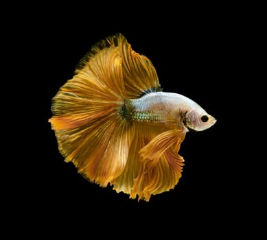 Siamese fighting fish or Betta splendens fish, popular aquarium fish in Thailand. Yellow half moon tail betta fighting fish motion isolated on black background
