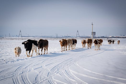 cows of Tazheran steppe in Irkutsk region, Siberia, Russia