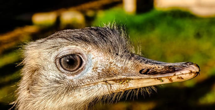 Rhea known as nandu - South American ostrich