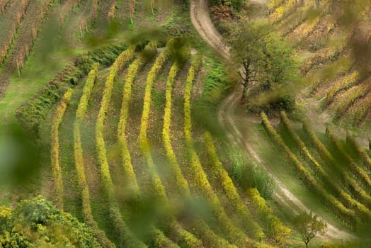 Colorful Autumn scenery in vine yards in Piemont, Italy