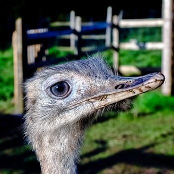 Rhea known as nandu - South American ostrich