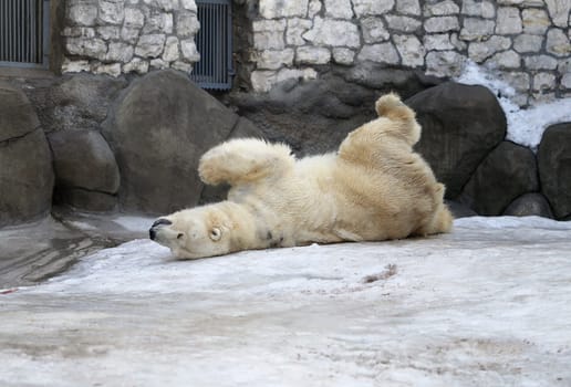 Polar Bear playing in the snow at the zoo