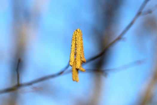 Beautiful earrings birch tree is photographed close up